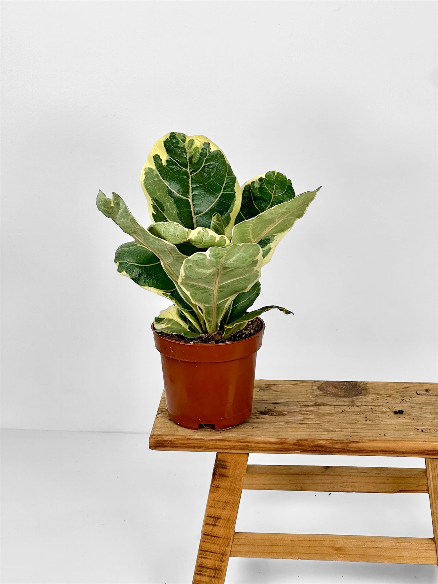 Ficus Lyrata Bambino Variegata