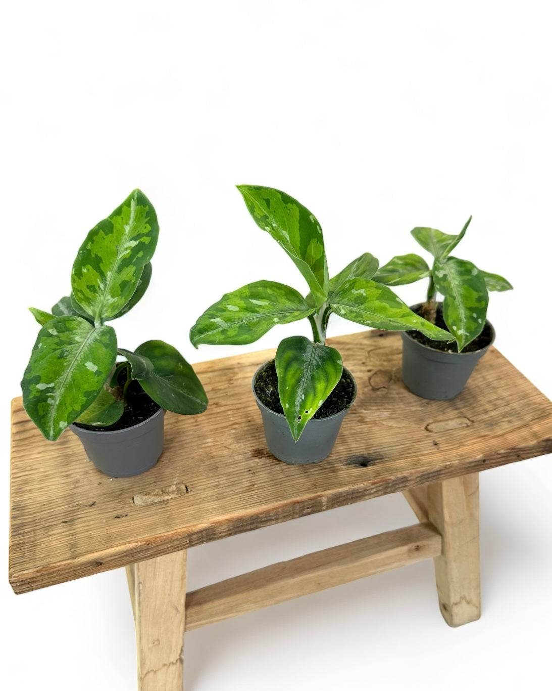 Aglaonema Pictum Tricolor - Baby plant