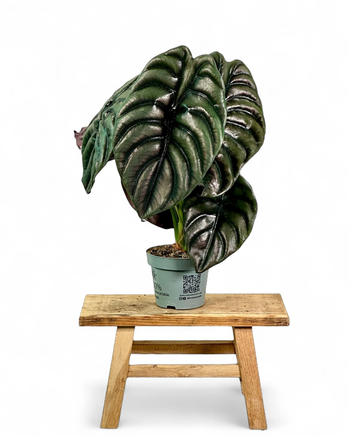 Alocasia Cuprea Red Secret - XXL leaf
