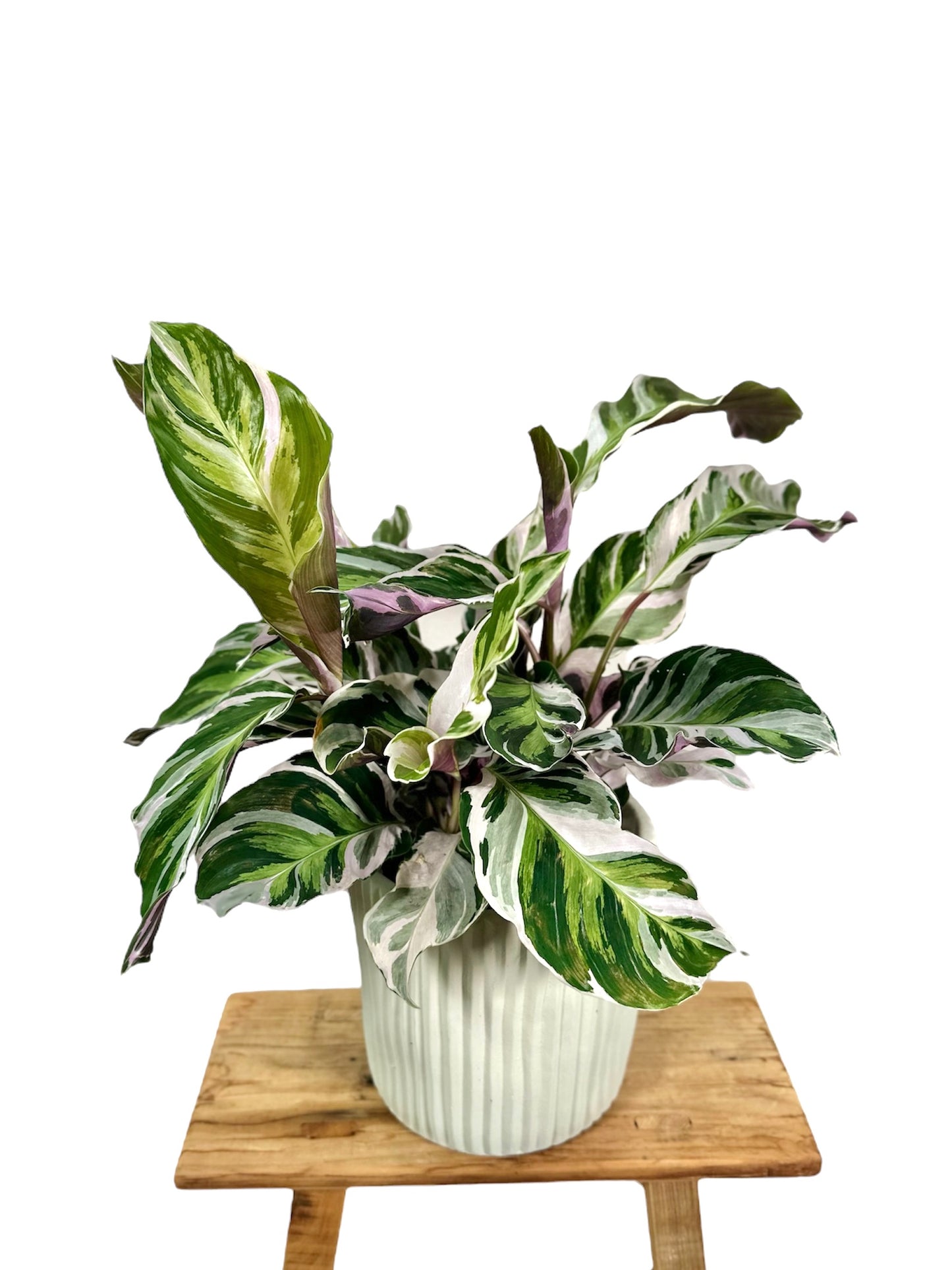 Calathea White Fusion