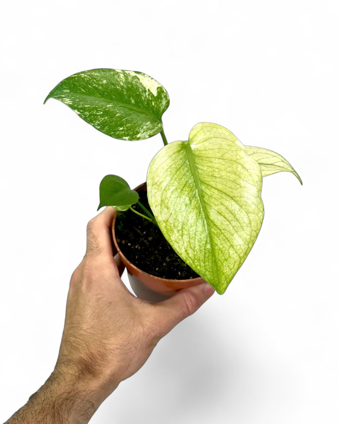 Monstera Deliciosa Mint