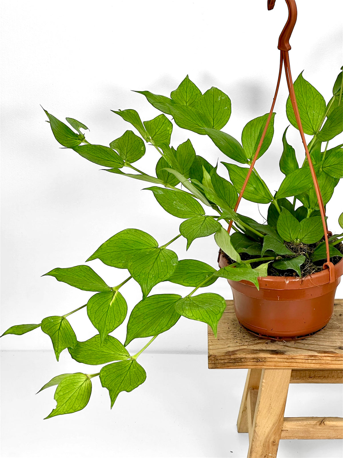 Hoya Polyneura - suspension