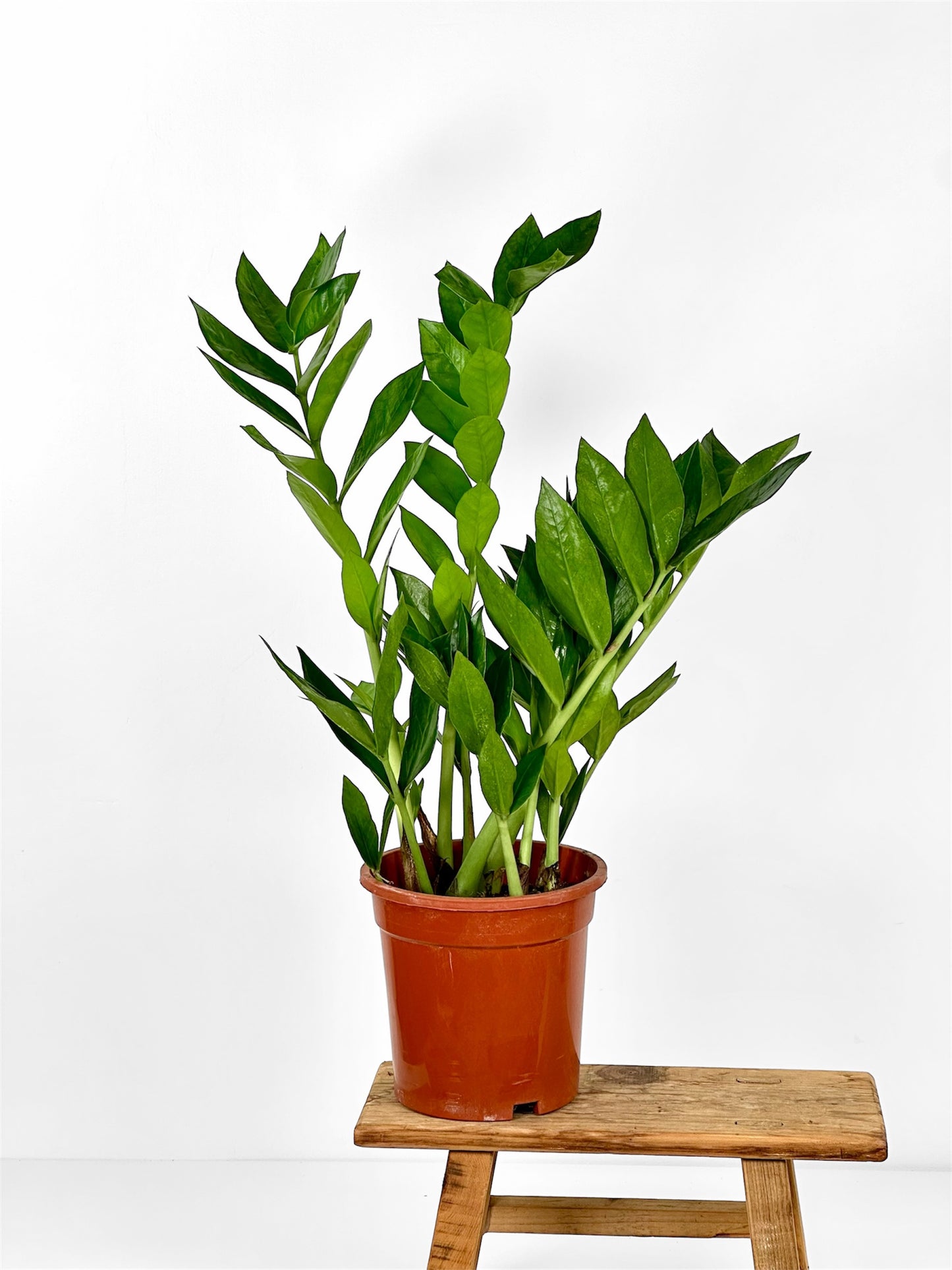 Zamioculcas Zamiifolia