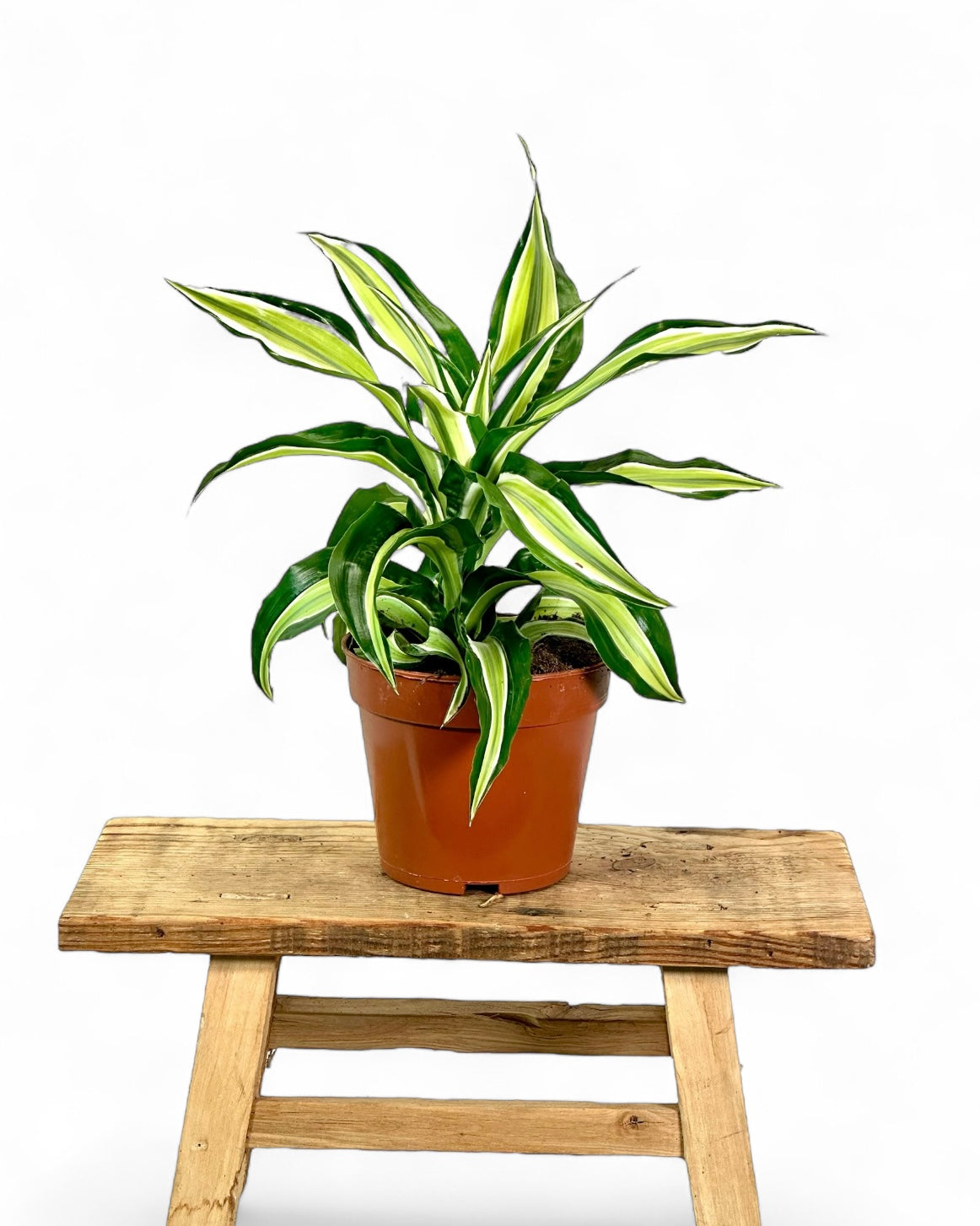 Dracaena Malaika