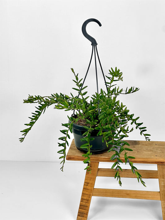 Hoya Engleriana - suspension