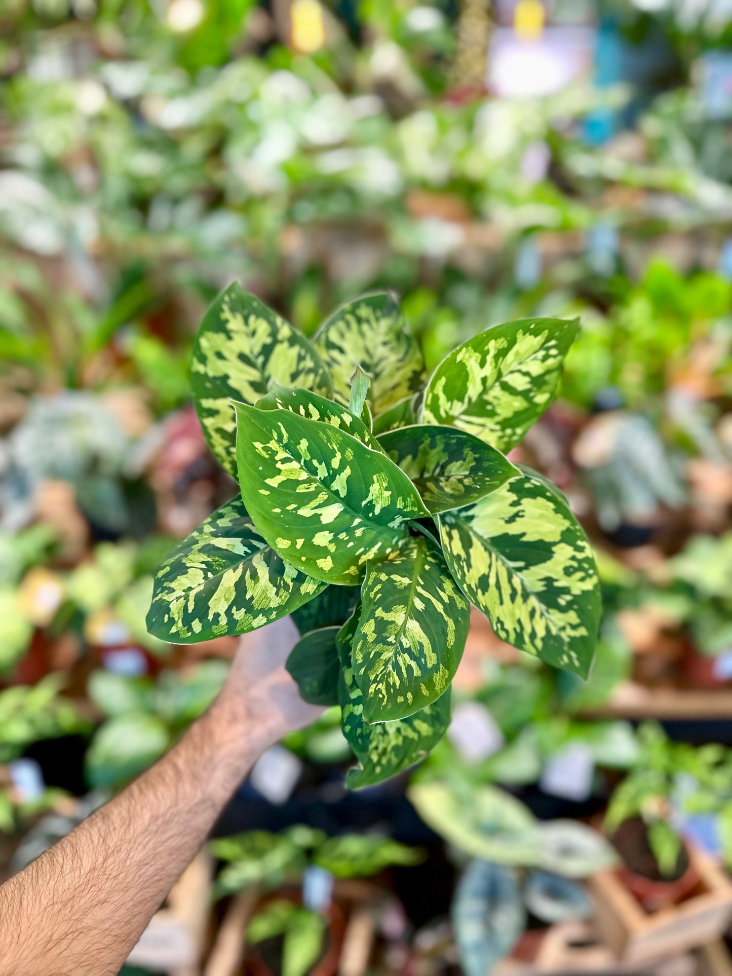 Homalomena Camouflage