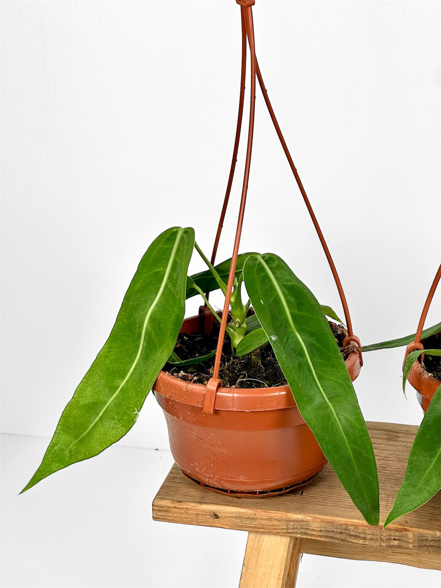 Anthurium Pallidiflorum - Suspension