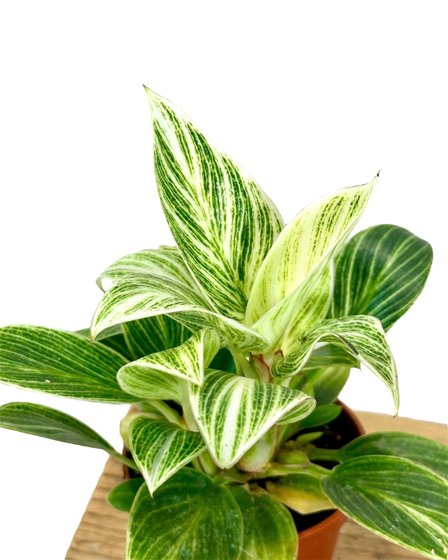 Philodendron Birkin "White Veins" - Baby plant