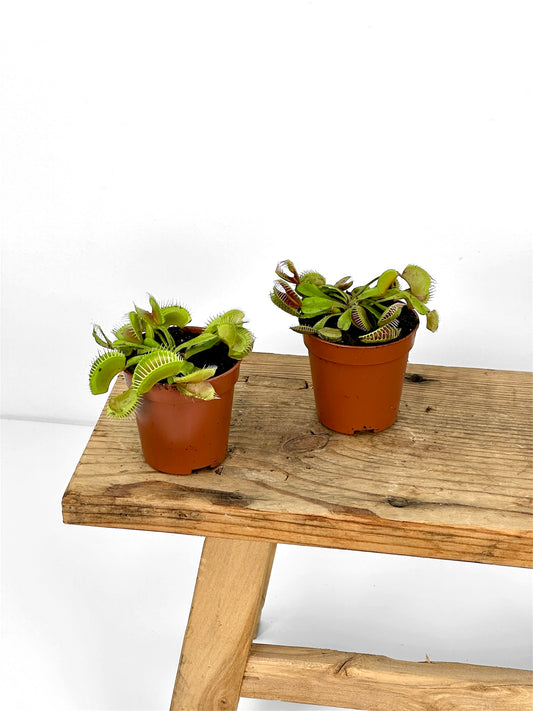 Dionaea Muscipula