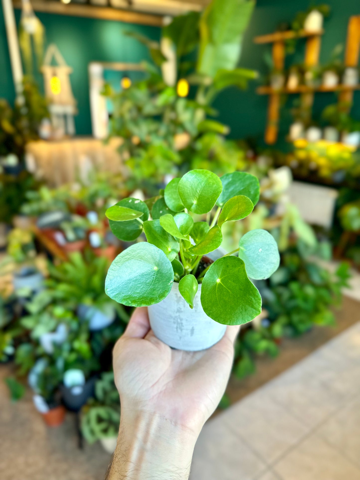 Pilea Peperomioides - Baby plant
