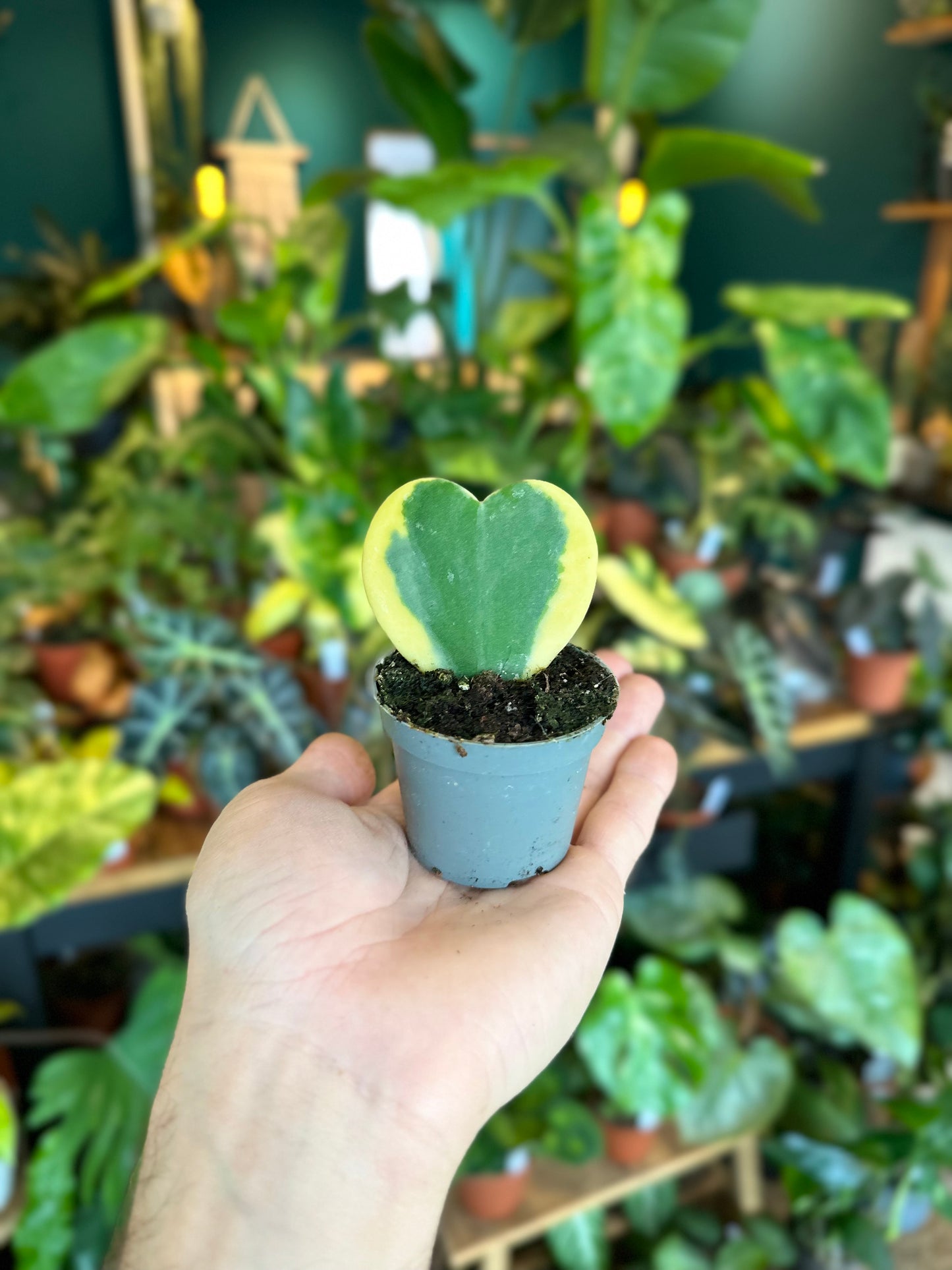 Hoya Kerrii variegata - Baby plant
