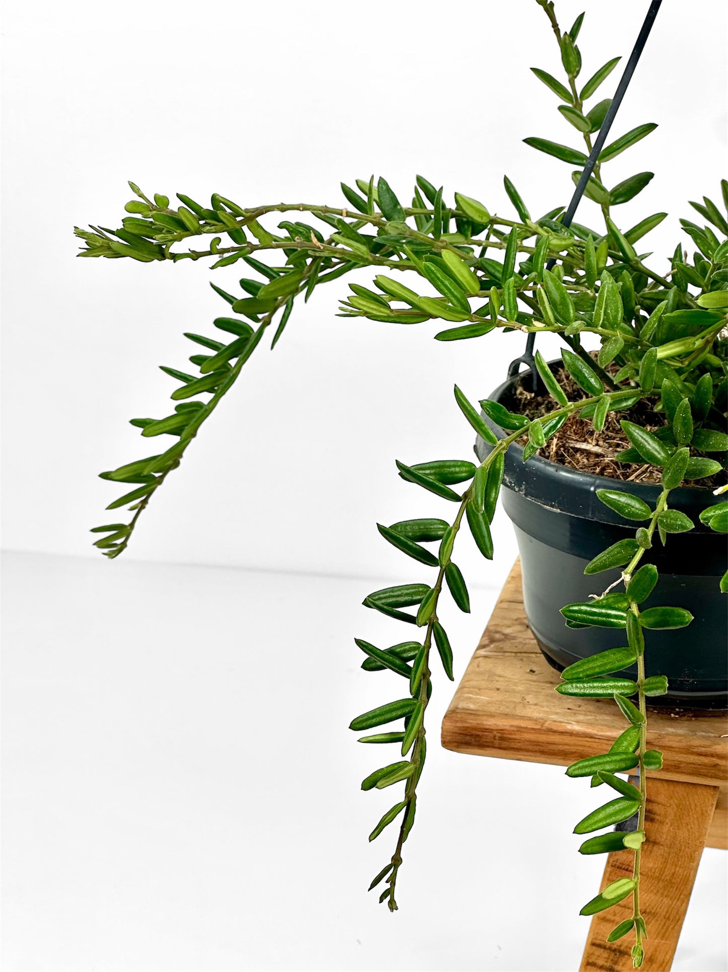 Hoya Engleriana - suspension