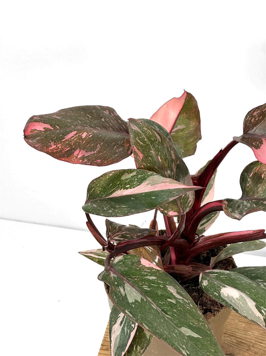 Philodendron Pink Princess Marble