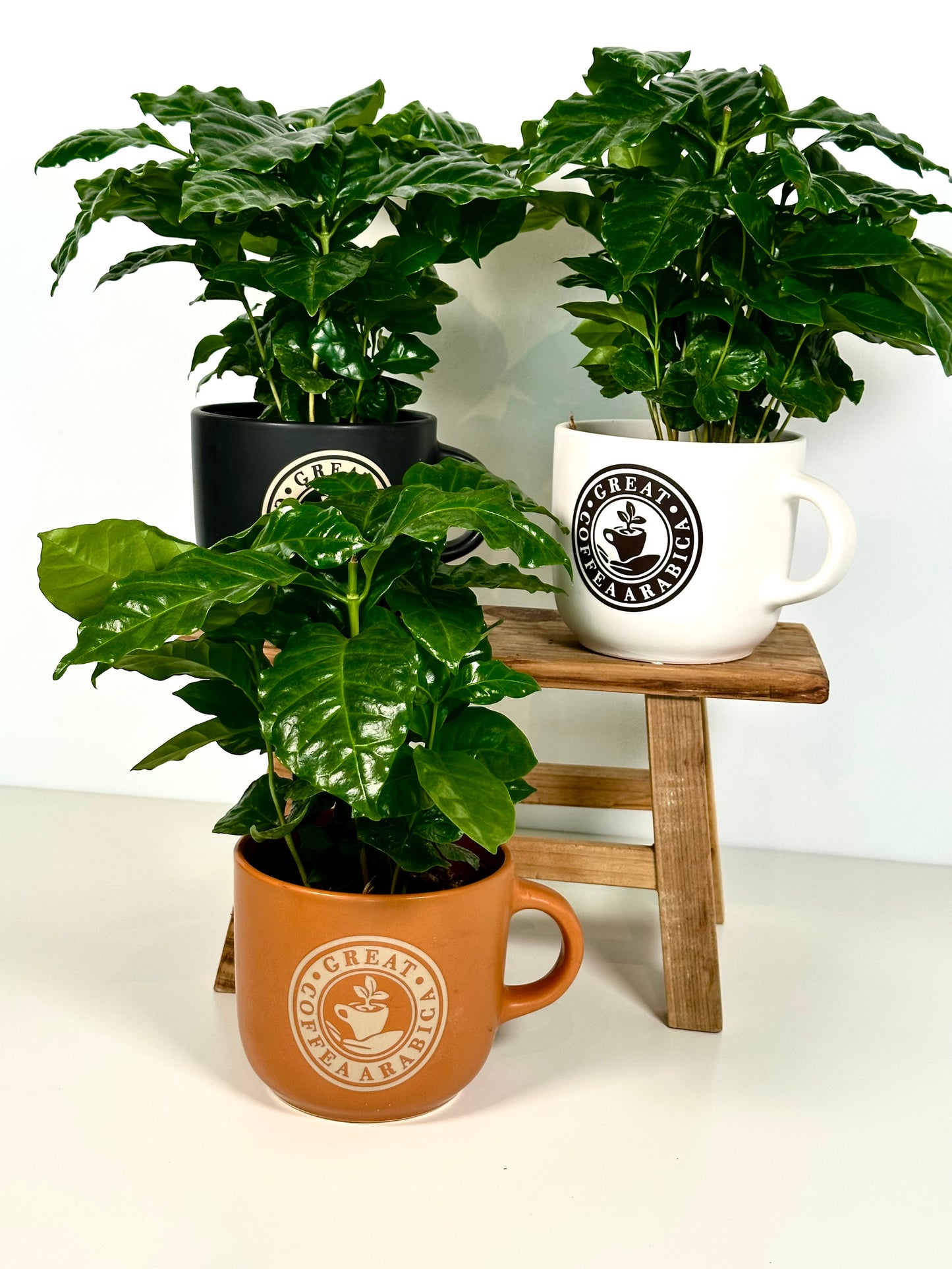 Coffea Arabica - Caféier avec pot tasse à café