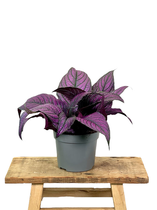 Strobilanthes violette