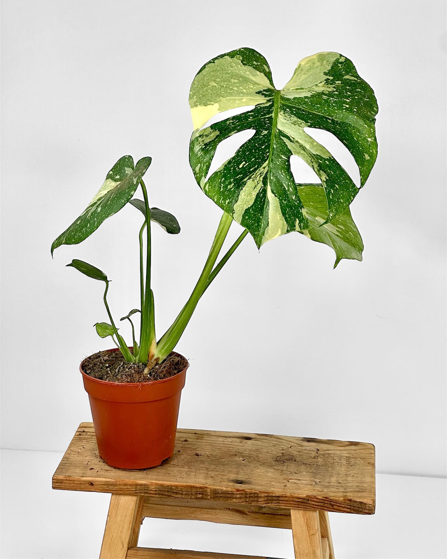 Monstera Thai Constellation - M