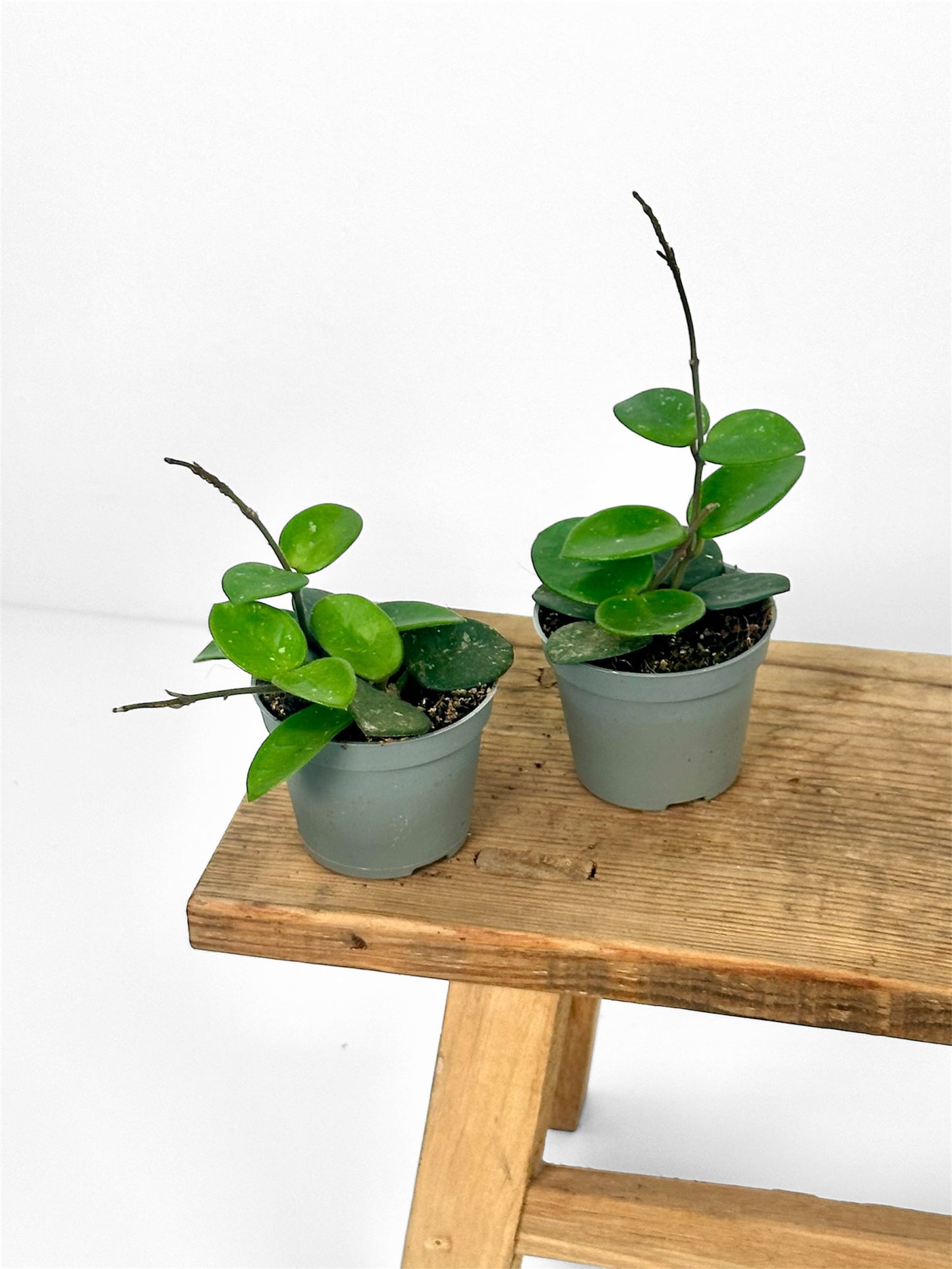 Hoya mathilde splash - Baby plant