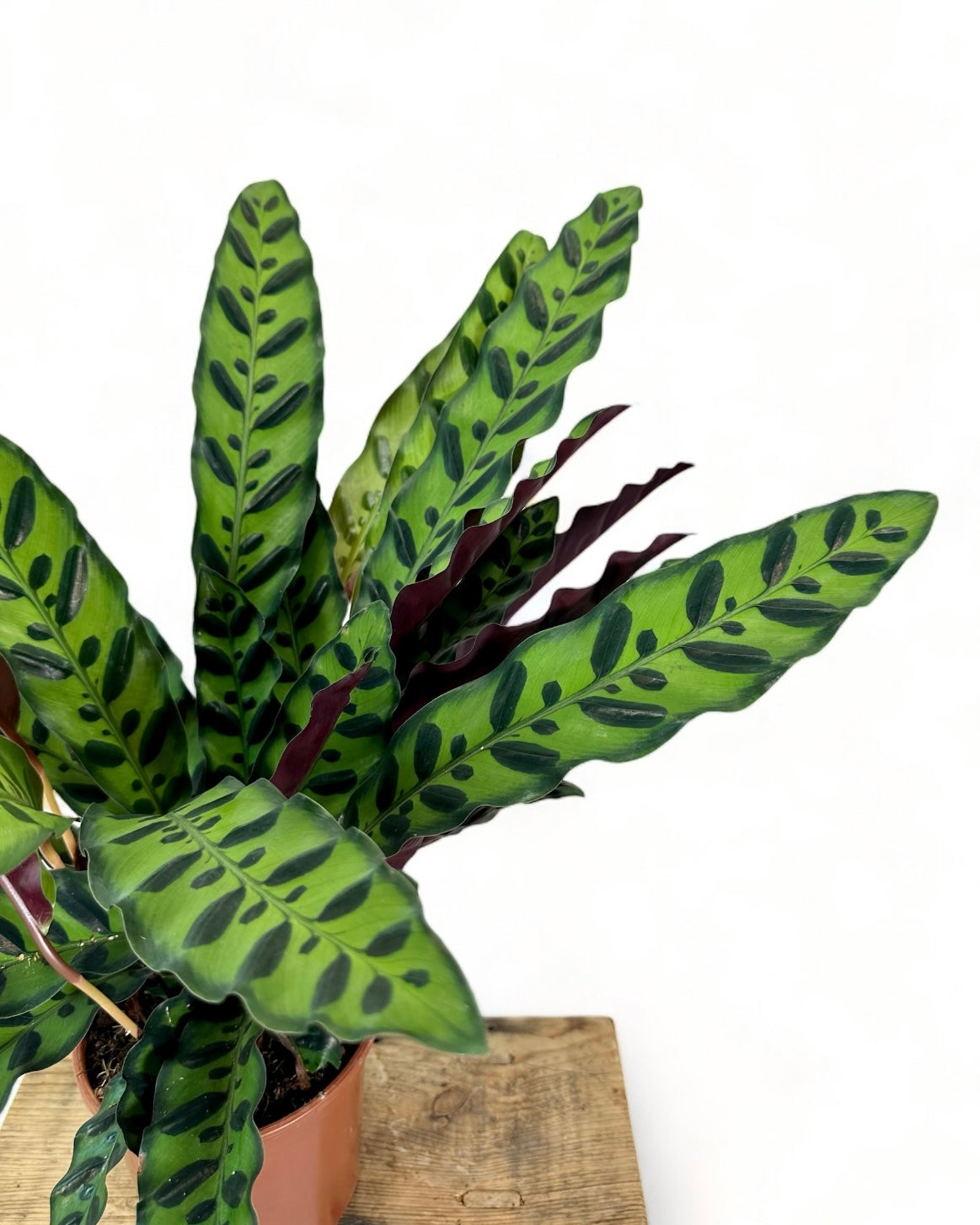 Calathea Lancifolia