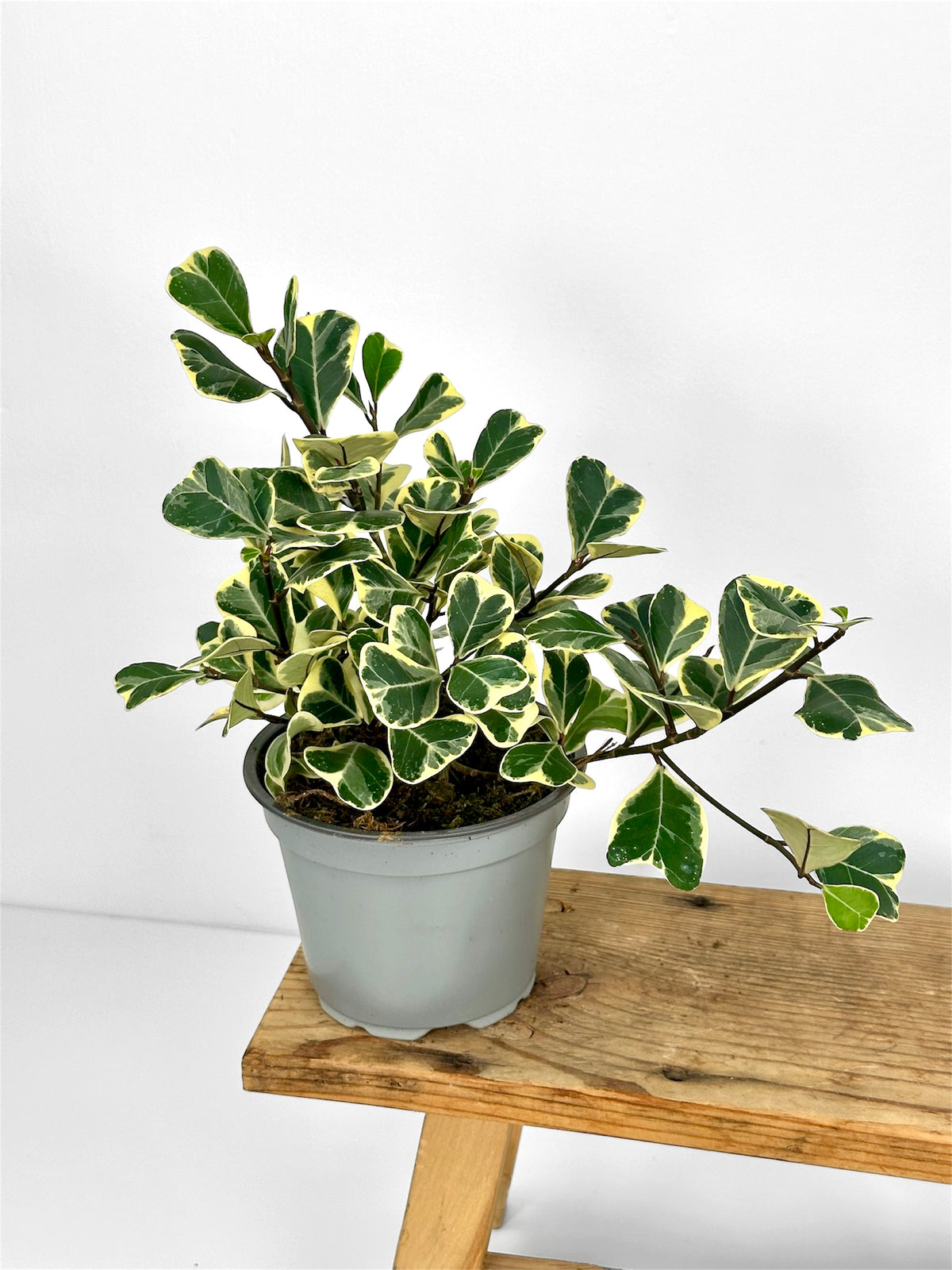 Ficus Triangularis variegata
