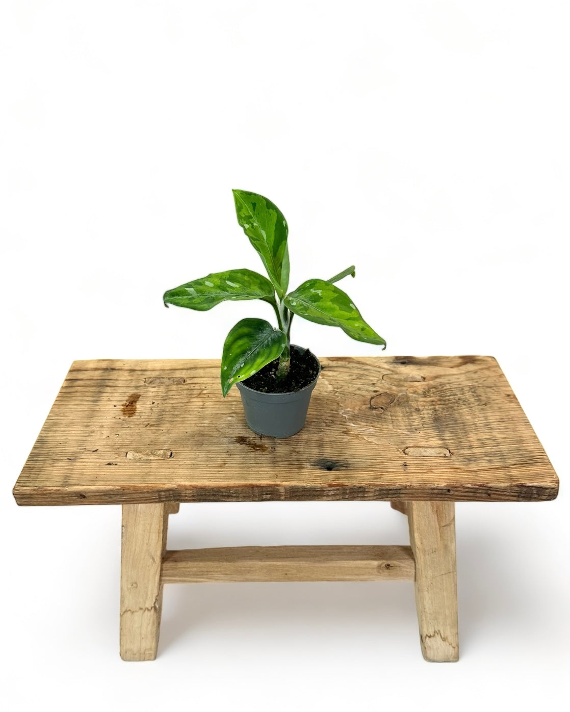 Aglaonema Pictum Tricolor - Baby plant