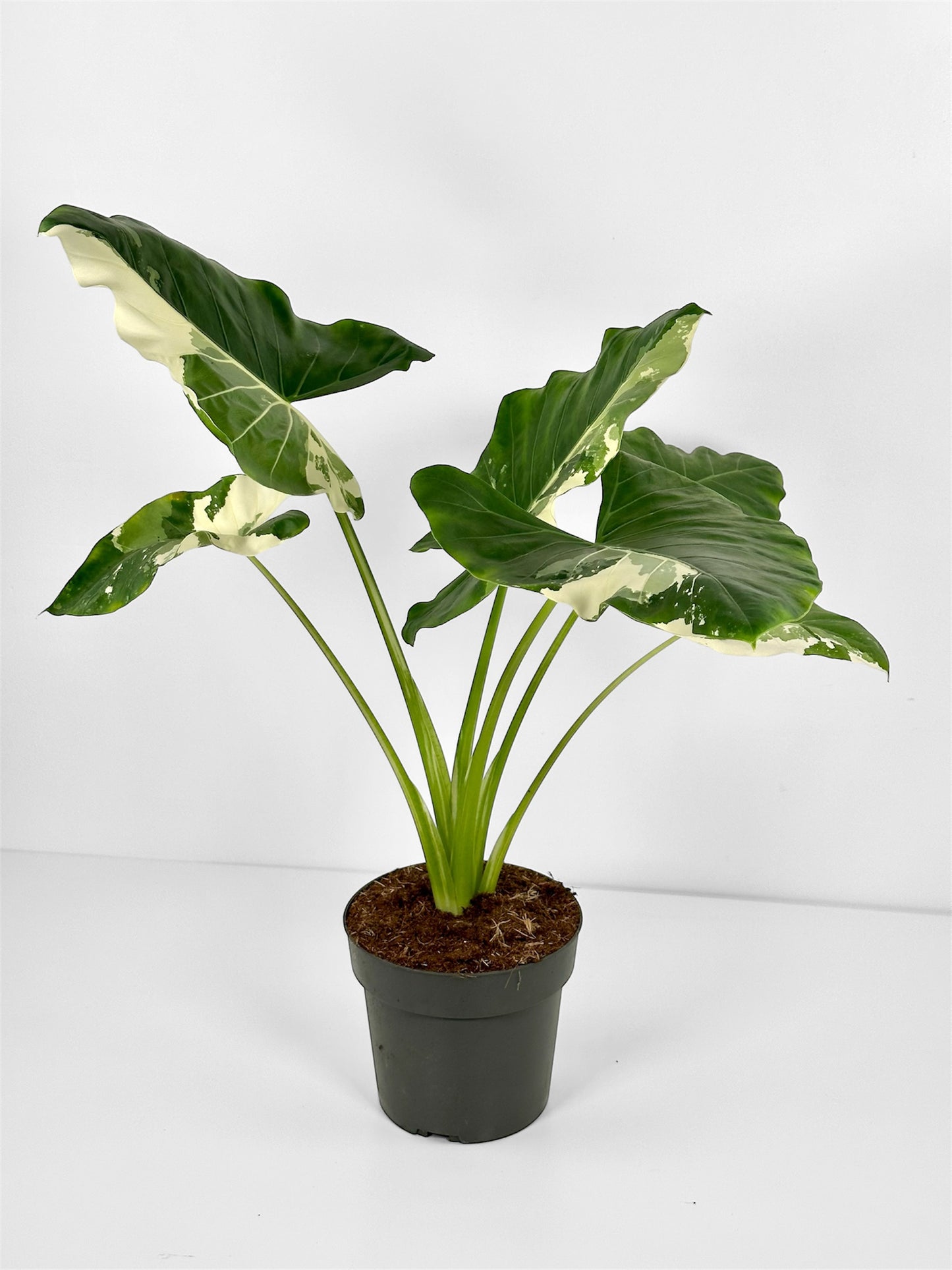 Alocasia Macrorrhiza Variegata