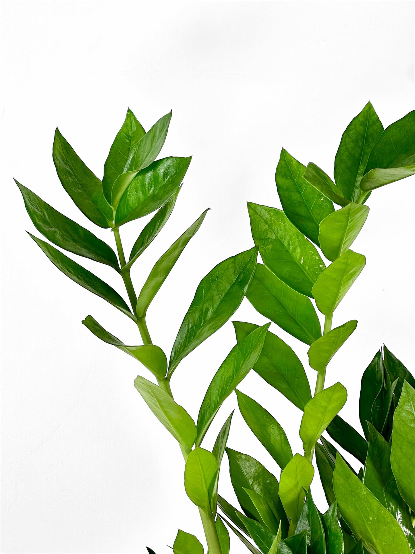 Zamioculcas Zamiifolia