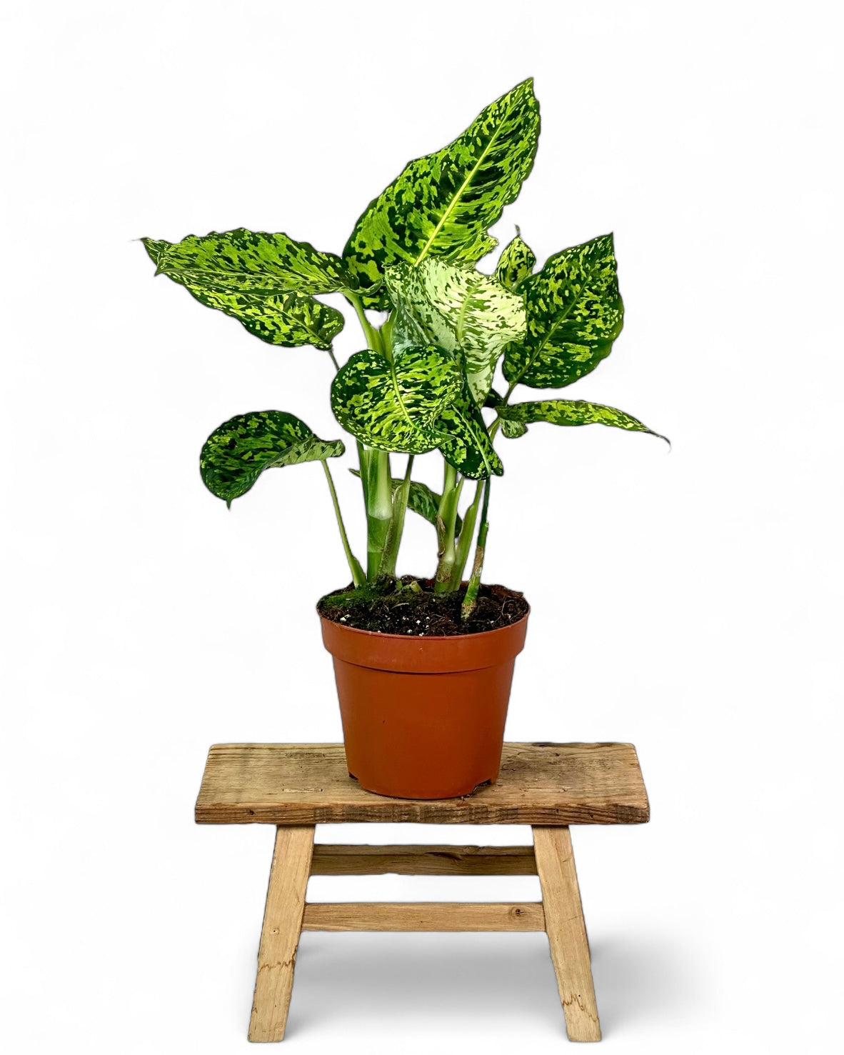 Dieffenbachia Reflector - Taille L