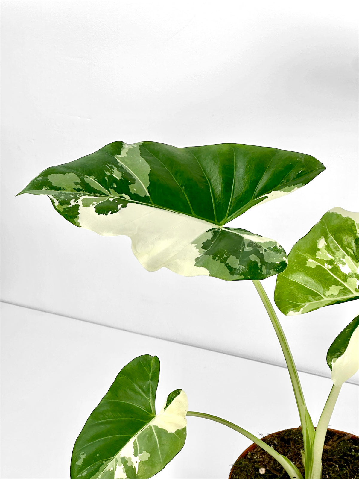 Alocasia Macrorrhiza Variegata