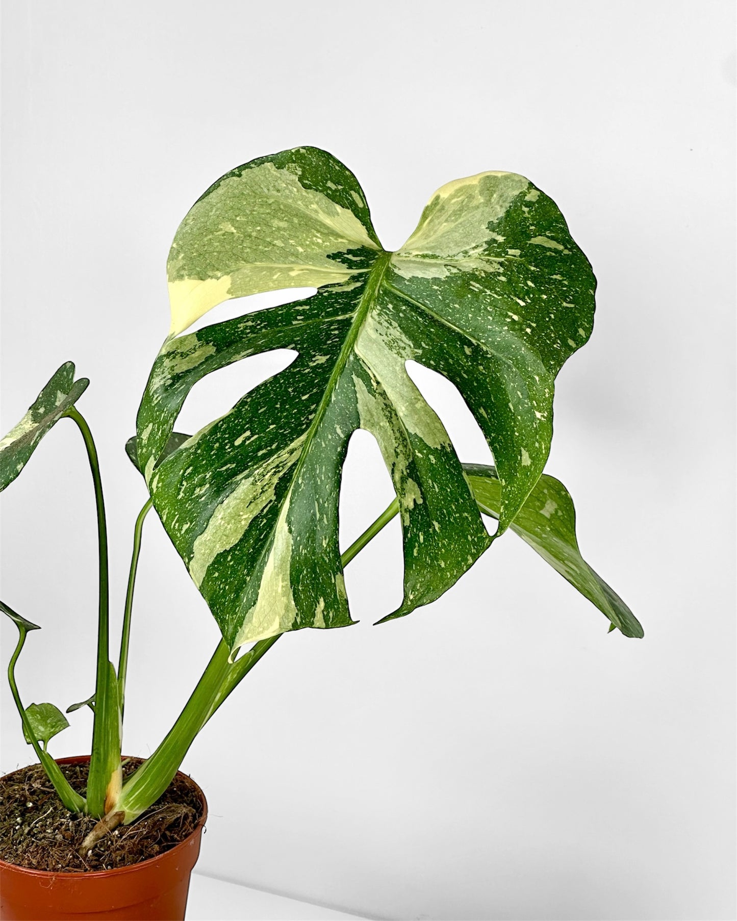 Monstera Thai Constellation - M