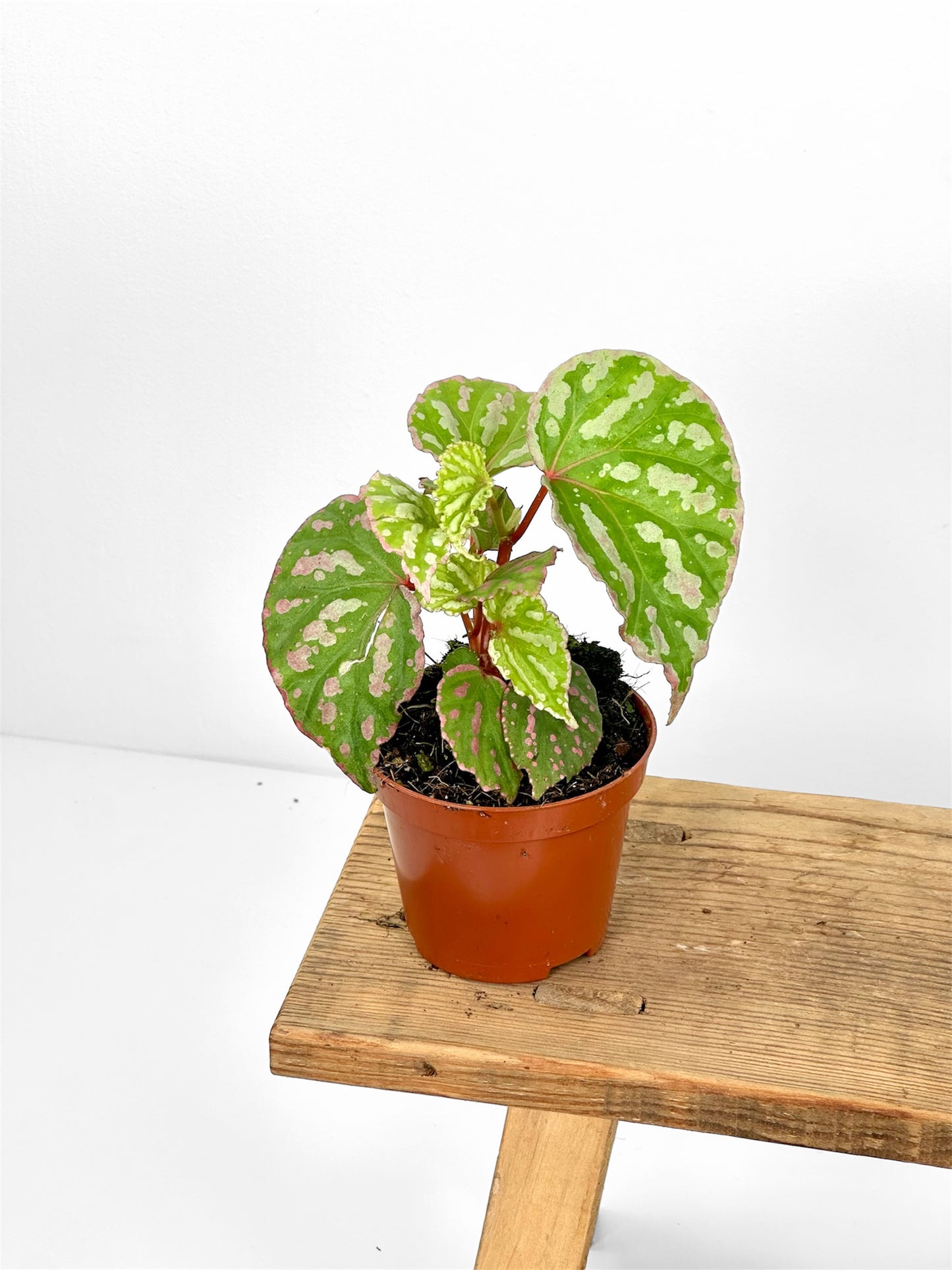Bégonias rares — diverses variétés au choix