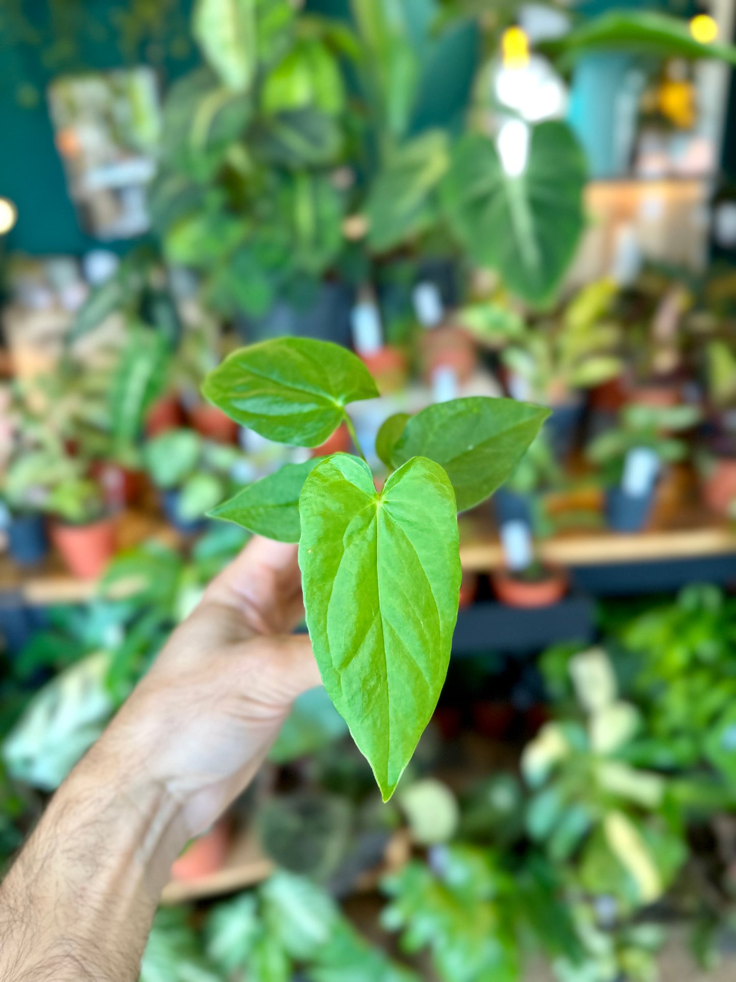Anthurium Balaoanum - Baby plant