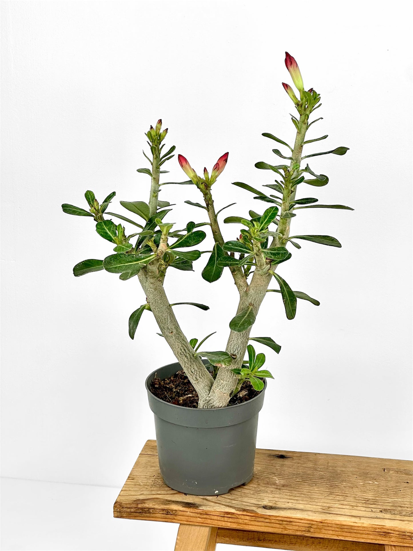Adenium Obesum Anouk - Rose du désert