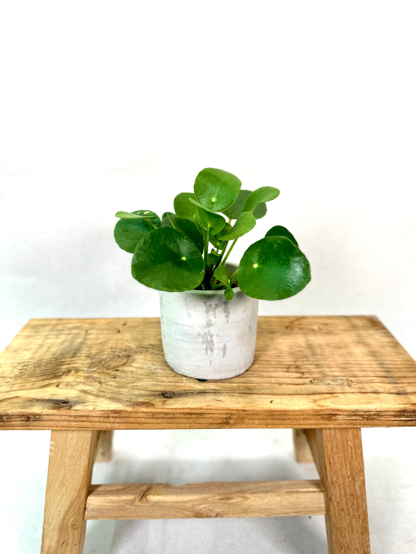 Pilea Peperomioides - Baby plant