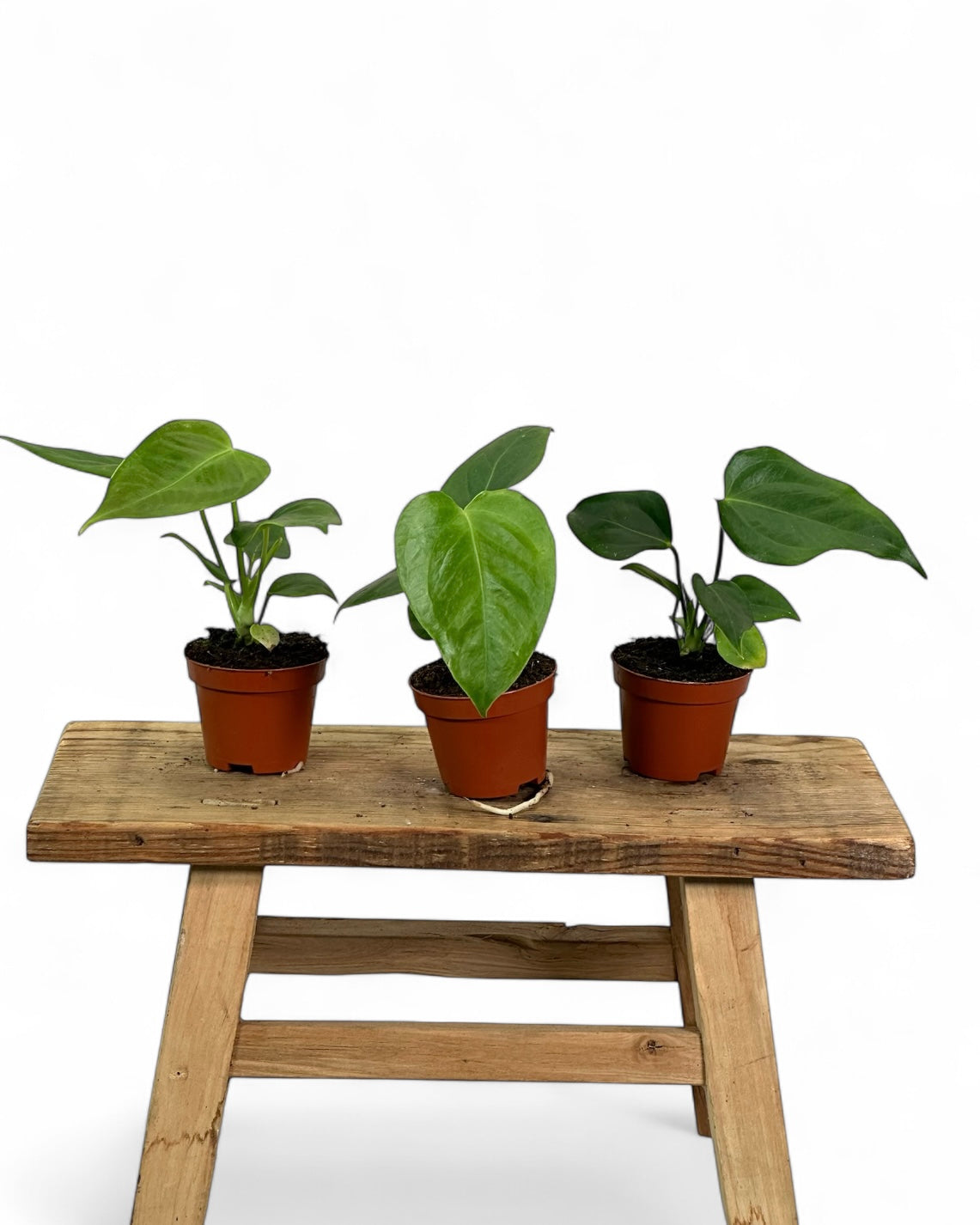 Anthurium Veitchii - Baby plant