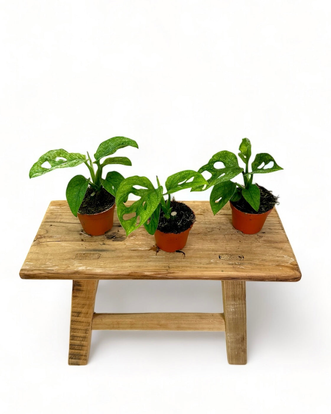 Monstera Adansonii Mint - Baby plant