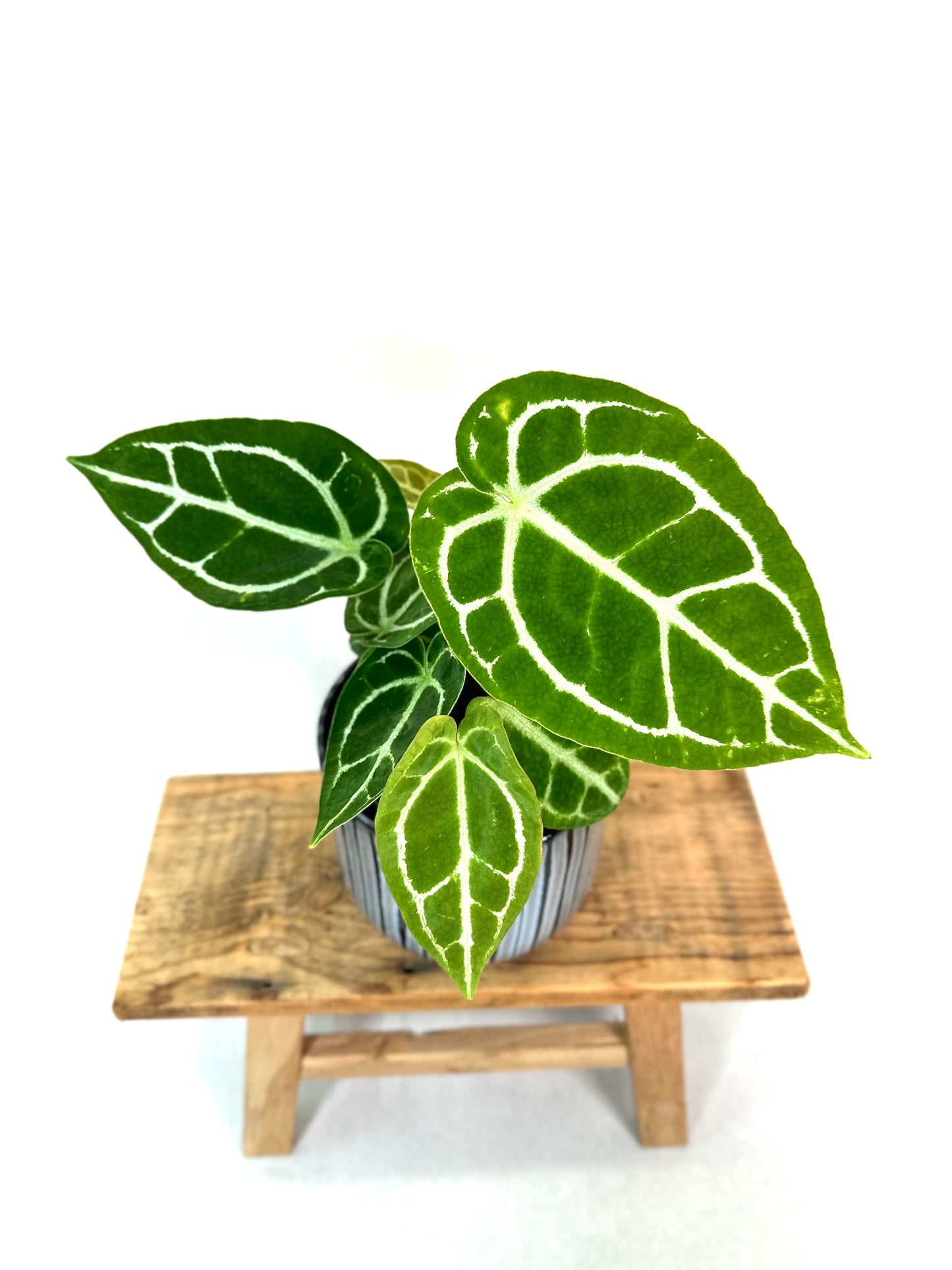 Anthurium Crystallinum