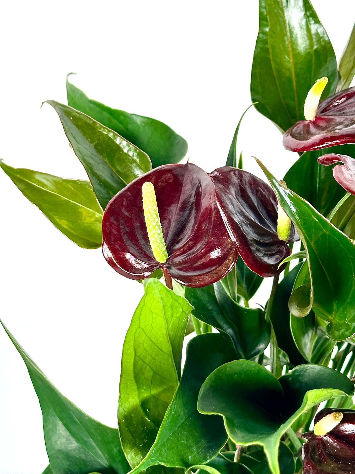 Anthurium Royal Pourpre