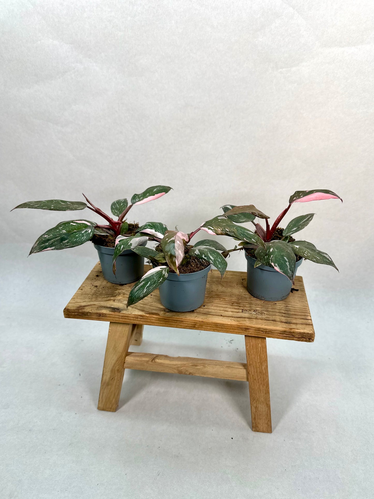 Philodendron Pink Princess marble
