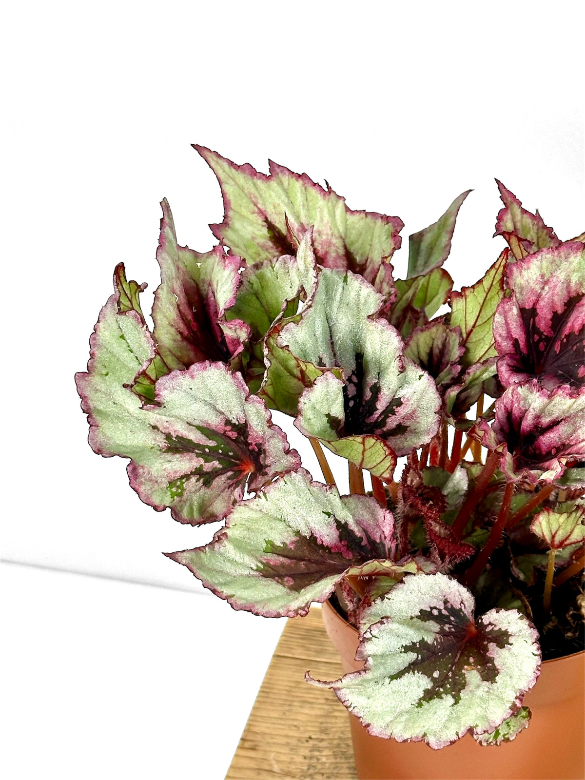 Begonia Beleaf Evening Glow