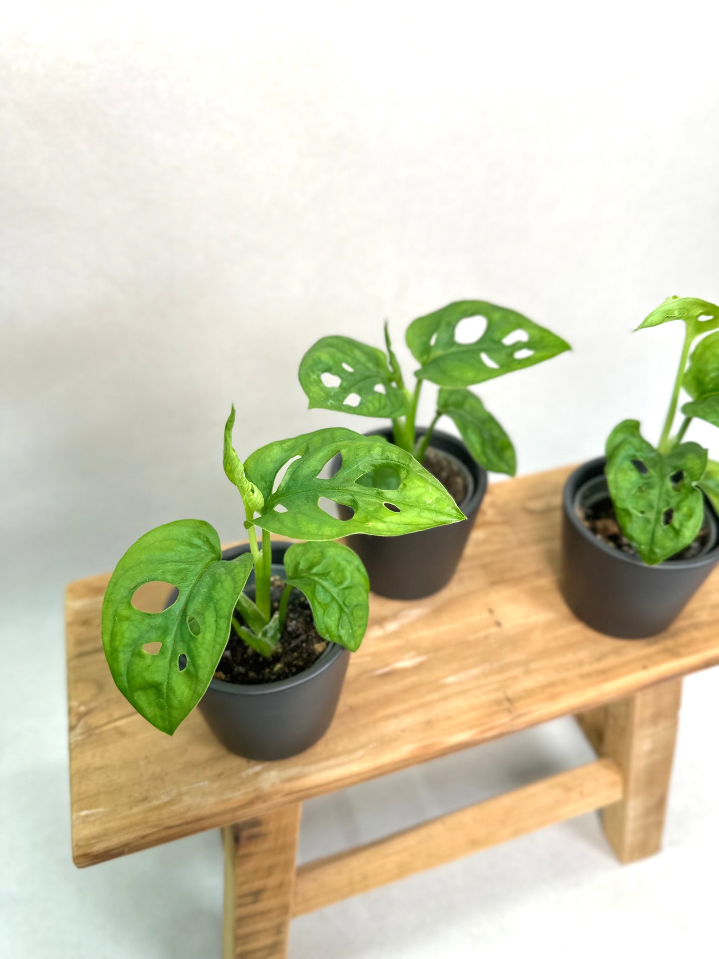 Monstera Adansonii - Baby plant