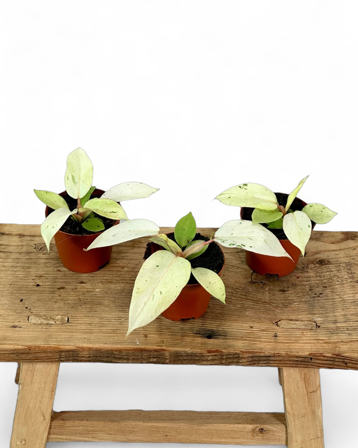 Philodendron Snowdrift - Baby plant