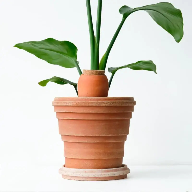 Coffret Routine de soin pour plantes