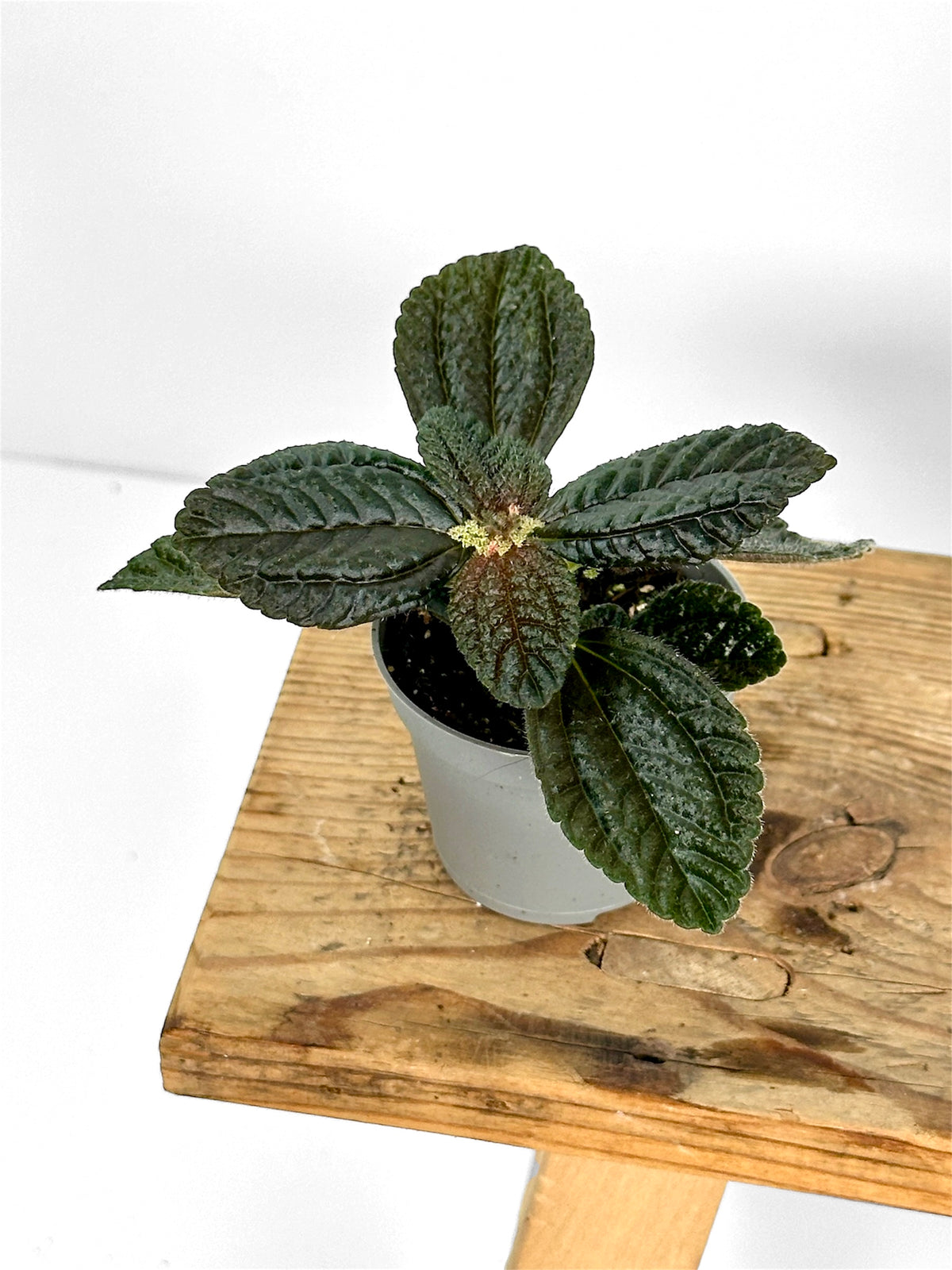 Pilea Repens- Baby plant