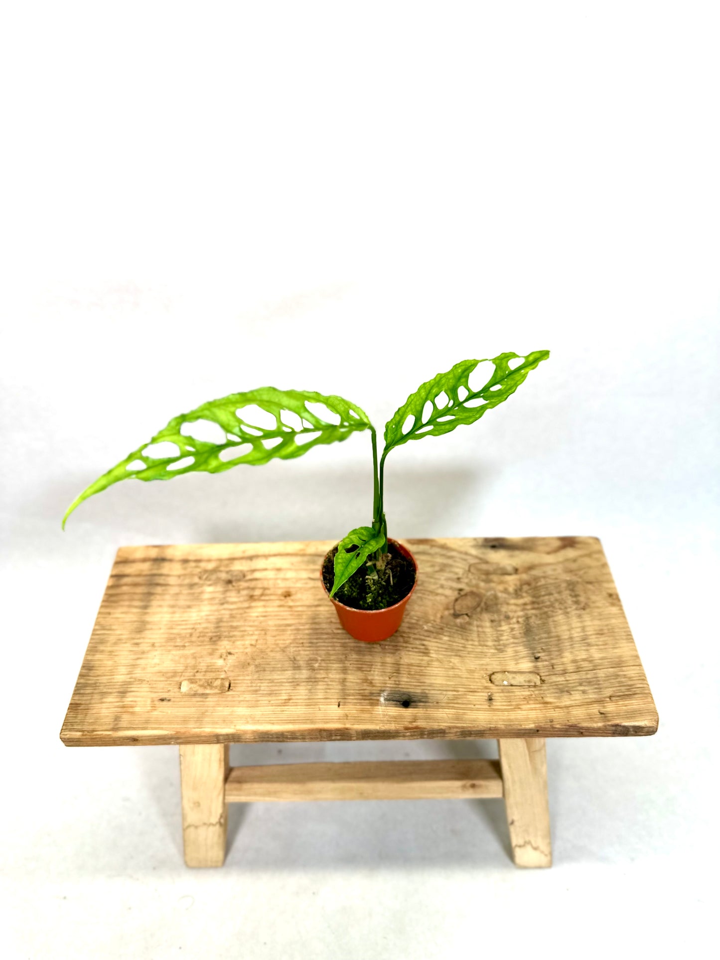 Monstera Obliqua Peru - Baby plant