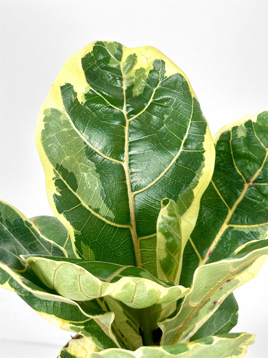 Ficus Lyrata Bambino Variegata