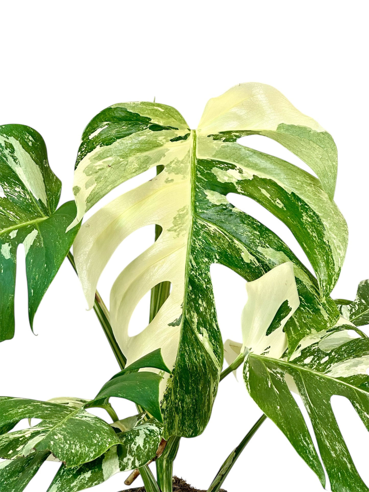 Monstera Deliciosa variegata