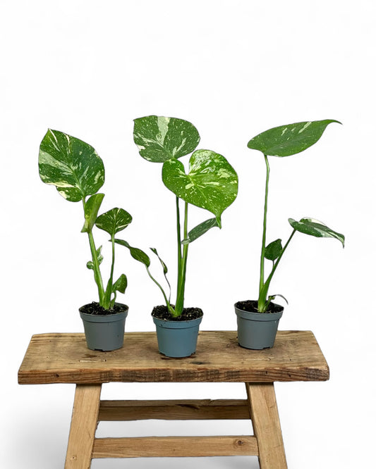 Monstera Thai Constellation - Baby plant