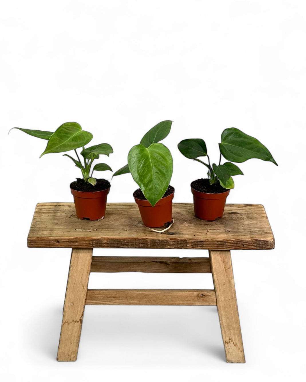 Anthurium Veitchii - Baby plant