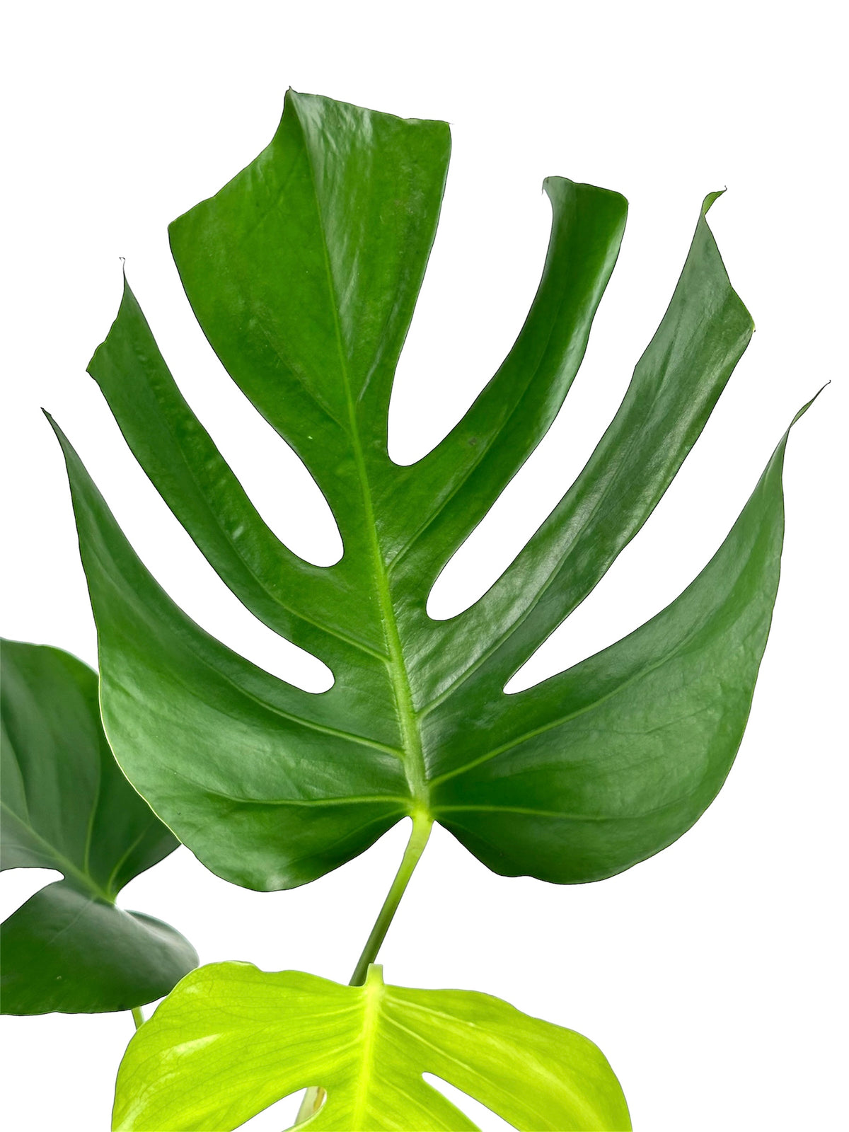 Monstera Sierrana