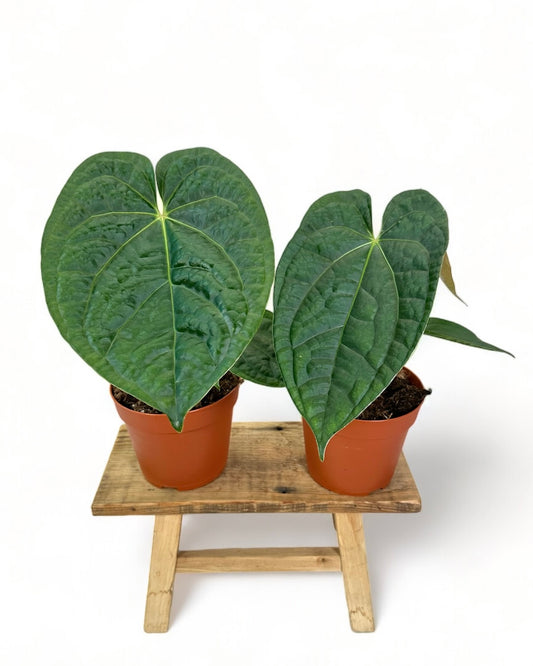 Anthurium Magnificum x Luxurians